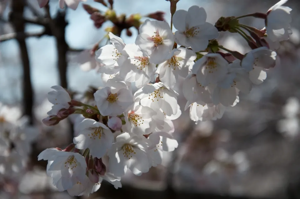 f:id:nmy:20120408142427j:plain