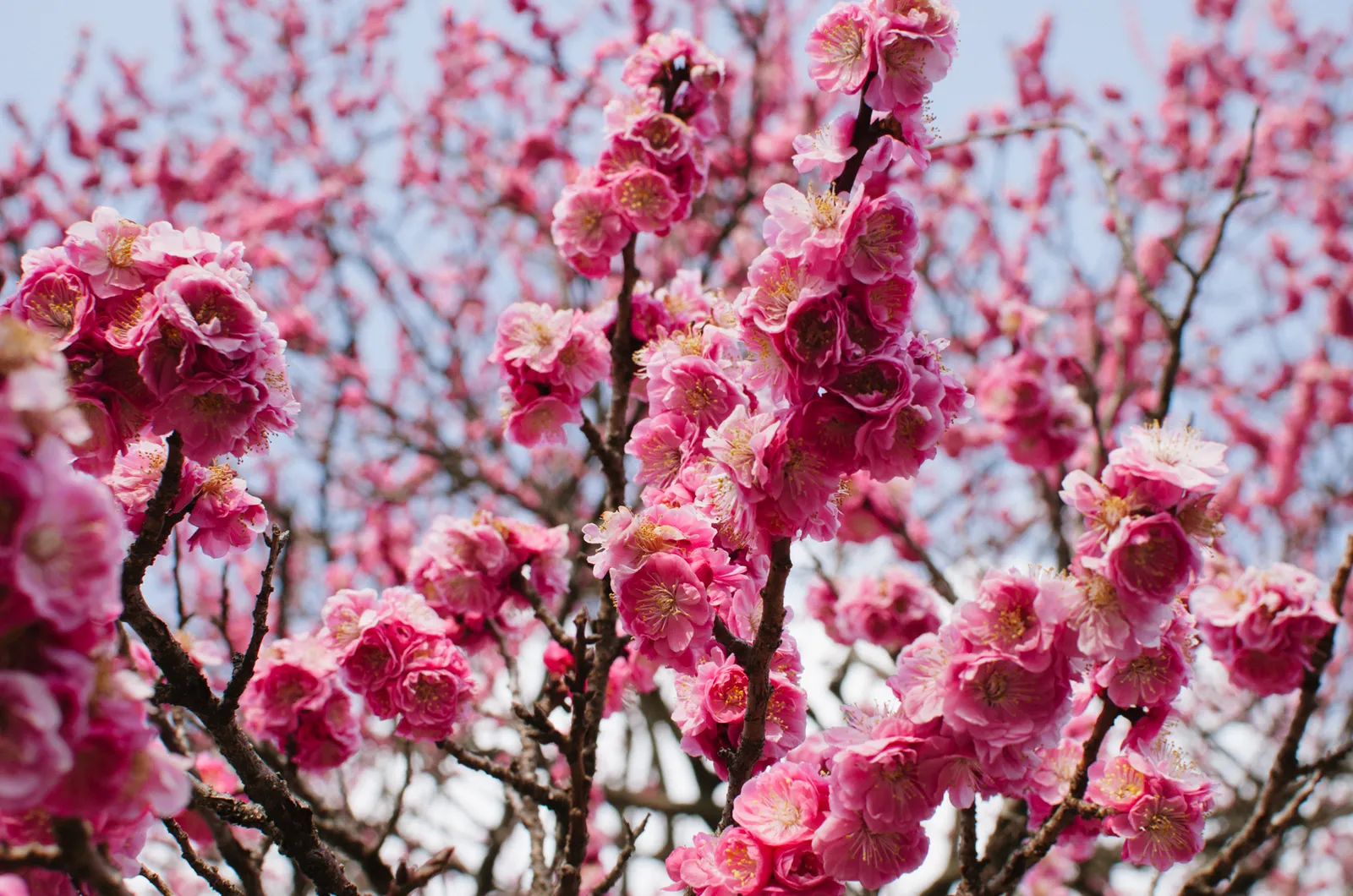 f:id:nmy:20140323151641j:plain