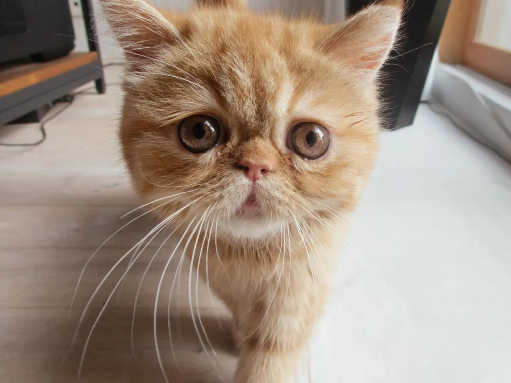 エキゾチックショートヘアの子猫